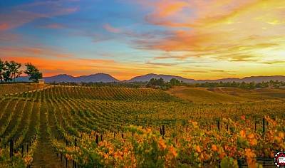 Wineries in Temecula With the Best Views