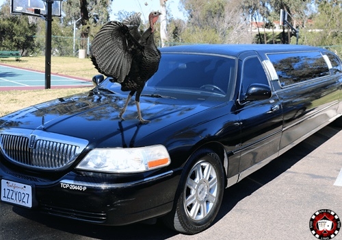 Where Are You Spending Thanksgiving Day This Year?
